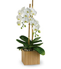 Teleflora's Opulent Orchids from Olney's Flowers of Rome in Rome, NY